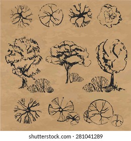 Hand drawn trees set. Isolated and vintage  sketch trees.Hand drawn set of top view trees. 