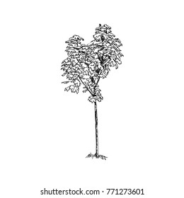 Hand drawn trees. Sketch Drawing illustration vector