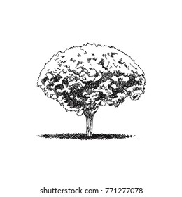Hand drawn trees. Sketch Drawing illustration vector