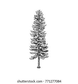 Hand drawn trees. Sketch Drawing illustration vector