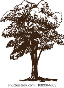 hand drawn tree,sketch of tree