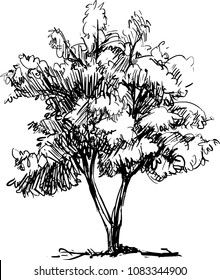 hand drawn tree,sketch of tree