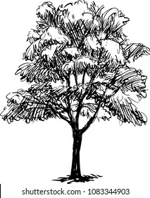 hand drawn tree,sketch of tree