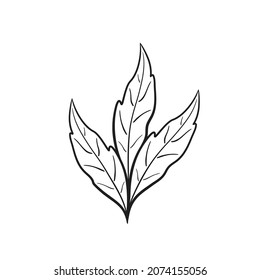 hoja triple dibujada a mano. ilustración floral esbozada. elemento botánico vectorial para diseño de tarjetas de felicitación y invitación