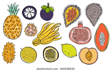 Hand drawn tropical and exotic  fruits isolated on white background in unique trendy organic style. Vector illustration for menu design, packaging, cooking book. 