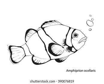 Hand drawn tropical fish, vector illustration