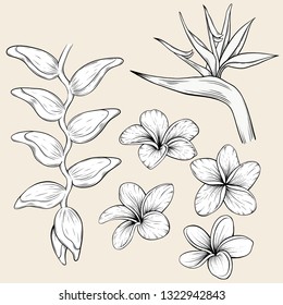 hand drawn tropical flowers. Tropical collection. Botanical hand drawn illustration in sketch style. illustration of plumeria, frangipani, Strelitzia,  Heliconia, bird of paradise, drawing, engraving,