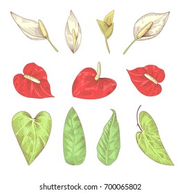 Hand Drawn Tropical Flowers and Leaves. Floral Elements for Greeting Card. Vector illustration