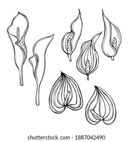 Hand  drawn tropical flowers.  Vector sketch illustration.