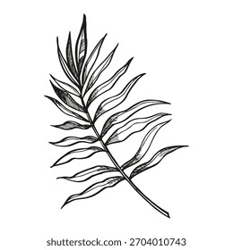 handgezeichnetes tropisches Waldblatt, Vektorpalmenblatt, Tinte schwarz-weißes Laub, exotische Dschungelbusch-Pflanze, Blumendekorationsvorlage, Linie Kunst Strandpalme für Speicher, Textildekoration