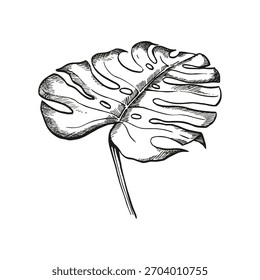 Hoja de bosque tropical dibujada a mano, hoja de palma de Vector, follaje blanco y negro de tinta, planta de arbusto de selva exótica, Plantilla de decoración floral, palma de playa de arte lineal para tienda, decoración textil