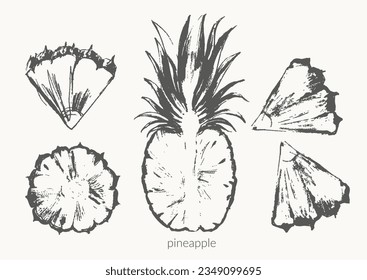 Hand drawn tropical fruit illustration, pinapple halfand slices. Foor sketch for summer design, drinks and dessert nmenu background.