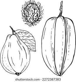 Hand drawn tropical fruit vector set isolated on a white background.