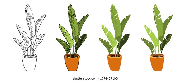 Hand drawn tropical home plants. Scandinavian style illustration, modern and elegant home decor. Illustration of houseplants, indoor and office plants in pot.