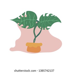 Hand drawn tropical house plants. flat style illustration, modern and elegant home decor. Vector design flowers.