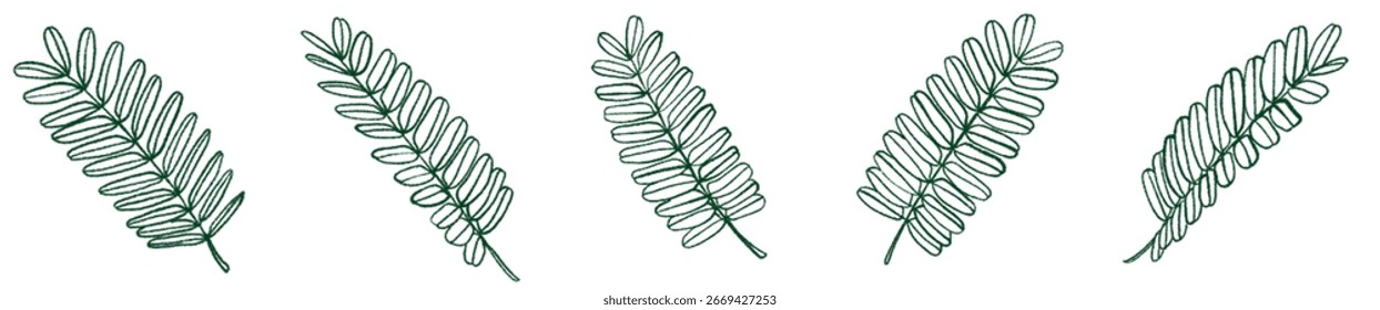 Hand Drawn Tropical Leaf Line Art PNG Clipart for Design