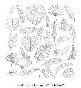 Hand drawn tropical leaf. Vector set of line leaves of tropical plants in sketch style. Collection for summer botanical illustrations, print, banner, wedding. Banana, palm and monstera leaf.Jungle set