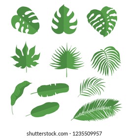 Hand drawn tropical leaves. Aralia, monstera, banana, palm leaf. Vector isolated illustration.