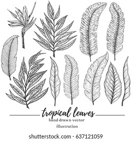 Hand drawn tropical leaves.Set of banana and palm leaves. Vector summer leaf. Hand drawn vector illustration. Stock vector.