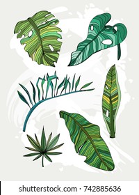Hand drawn tropical leaves. Colored graphic vector set. All elements are isolated
