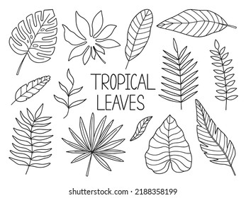 Hand drawn tropical leaves doodle. Monstera and palm leaves in sketch style. Vector illustration isolated on white background