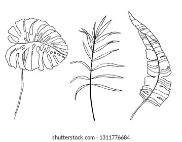 Hand drawn tropical leaves illustration. Set of vector monstera, banana, palm leaves.