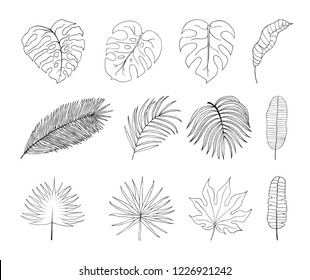 Hand drawn tropical leaves silhouettes. Aralia, monstera, banana, coconut leaf botanical icons. Vector isolated illustration.