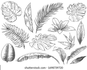 Hand Drawn Tropical Leaves. Sketch Tropic Plants Leafs, Hand Drawn Exotic Floral Leaf Vector Illustration Set. Exotic Outline, Line Tropic Botanical Monstera