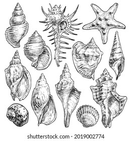 Hand drawn tropical marine seashells. Black and white graphic vector illustration. Set 2 isolated on white.