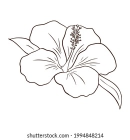 Hand Drawn Tropical Organic Hibiscus Flower Stock Vector (Royalty Free ...