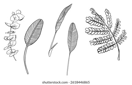 Hand Drawn Tropical Palm Leaf On A Transparent Background vector illustration line art. Realistic Botanical Drawing  For logos, wedding invitations card, print