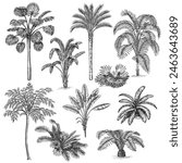 Hand drawn tropical palm tree and plant collection