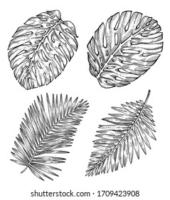 Handgezeichnete tropische Palmenblätter.Skizze auf weißem Hintergrund. Exotische Gravur-Dekoration für Textil, Oberflächendesign oder Banner. Tolle Vorlage für das Farbbuch