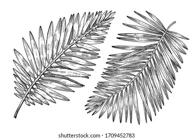 Hojas tropicales de palmera dibujadas a mano. Esbozo sobre fondo blanco. Decoración exótica para el diseño textil, superficial o banner. Gran plantilla para el libro de colorear