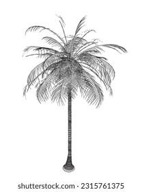 Hand drawn tropical palm tree. Vector wireframe of hawaii beach palm tree, fern and frond outline, botany flora tropical illustration. Wireframe Isolated on White Background. Vector illustration.