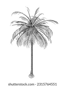 Hand drawn tropical palm tree. Vector outline of hawaii beach palm tree, fern and frond outline, botany flora tropical illustration. Contours Isolated on White Background. Vector illustration.