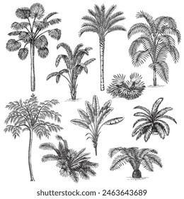 Hand drawn tropical palm tree and plant collection