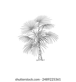 Hand drawn tropical palm tree. Vector of hawaii beach palm tree, fern and frond outline, botany flora tropical illustration on white background