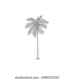 Hand drawn tropical palm tree. Vector of hawaii beach palm tree, fern and frond outline, botany flora tropical illustration on white background