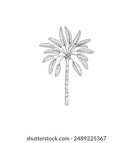 Hand drawn tropical palm tree. Vector of hawaii beach palm tree, fern and frond outline, botany flora tropical illustration on white background