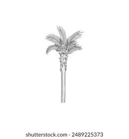 Hand drawn tropical palm tree. Vector of hawaii beach palm tree, fern and frond outline, botany flora tropical illustration on white background