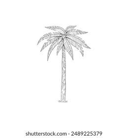 Hand drawn tropical palm tree. Vector of hawaii beach palm tree, fern and frond outline, botany flora tropical illustration on white background