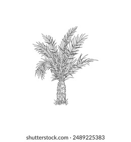 Hand drawn tropical palm tree. Vector of hawaii beach palm tree, fern and frond outline, botany flora tropical illustration on white background