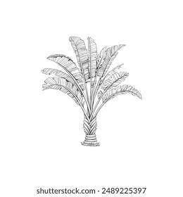 Handgezeichnete tropische Palme. Vektorgrafik von Hawaii Beach Palm Tree, Farn und Frond Outline, Botanik Flora Tropische Illustration auf weißem Hintergrund