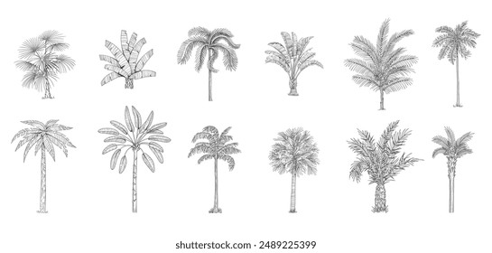 Hand drawn tropical palm trees. Vector set of hawaii beach palm tree, fern and frond outline, botany flora tropical illustration on white background