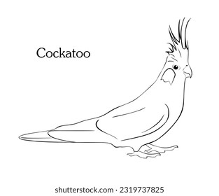 Hand drawn tropical parrot cockatoo vector. Cockatoo parrot sketch isolated on white background. Silhouette exotic bird in minimal style. Vector illustration