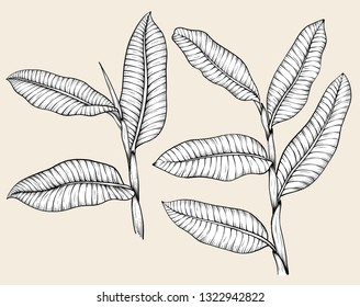 hand drawn tropical plants. Tropical collection. Botanical hand drawn illustration in sketch style. Tropical leaf illustration, drawing, engraving, line art