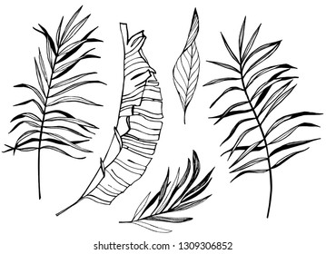 Hand drawn tropical plants illustration. Set of palm leaves silhouettes isolated on white background. Pen botanical drawing.