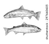 Hand Drawn Trout and Atlantic Salmon Illustrations