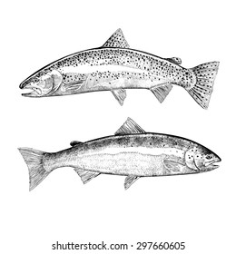 Hand Drawn Trout and Atlantic Salmon Illustrations